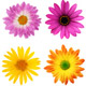 La fleur coupée joue la carte du marketing