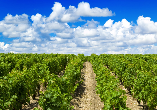 Une nouvelle agence AVIS-Immobilier voit le jour en Gironde