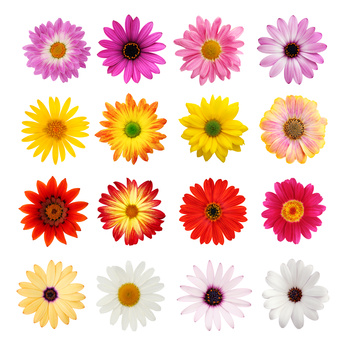 La fleur coupée joue la carte du marketing