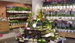 Monceau Fleurs ouvre à Saint-Herblain, près de Nantes